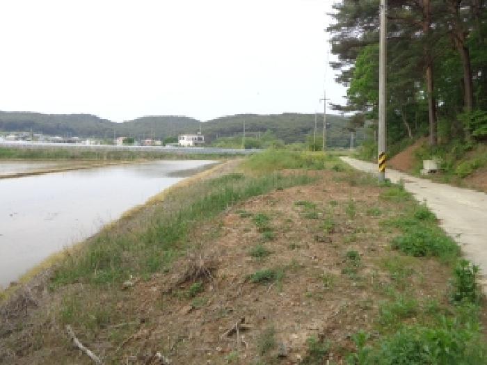 충청남도 태안군 안면읍 정당리 1132-12 답 경매 사진 3