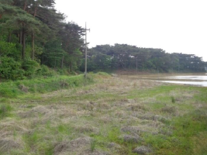 충청남도 태안군 안면읍 정당리 1132-12 답 경매 사진 4