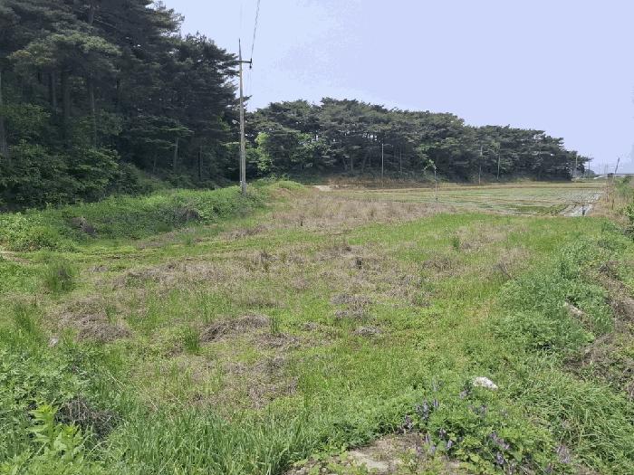 충청남도 태안군 안면읍 정당리 1132-12 답 경매 사진 6