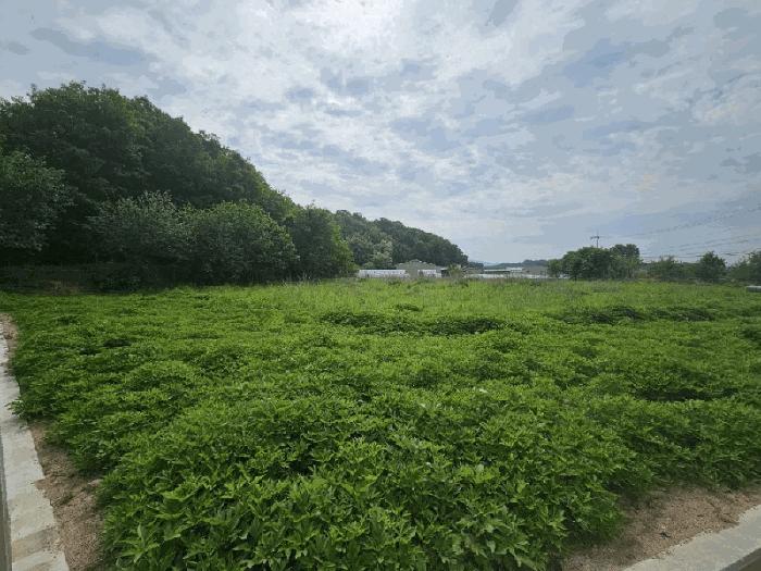 충청북도 충주시 금가면 오석리 363-2 전 경매 사진 4