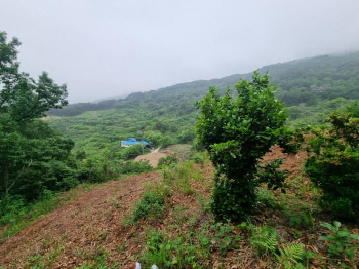 전라남도 광양시 옥곡면 수평리 산147 임야 경매 사진 26