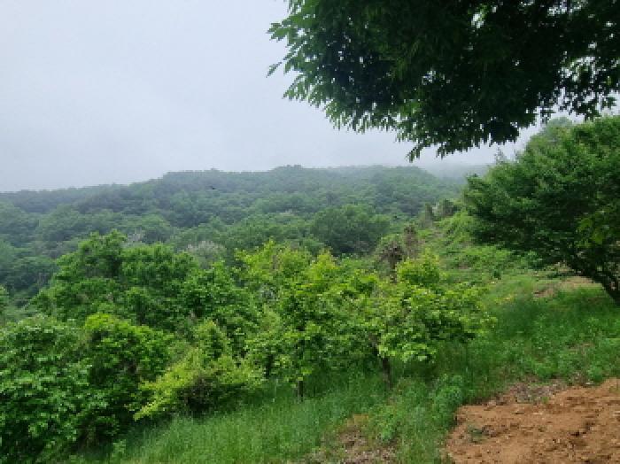 전라남도 광양시 옥곡면 수평리 산147 임야 경매 사진 29