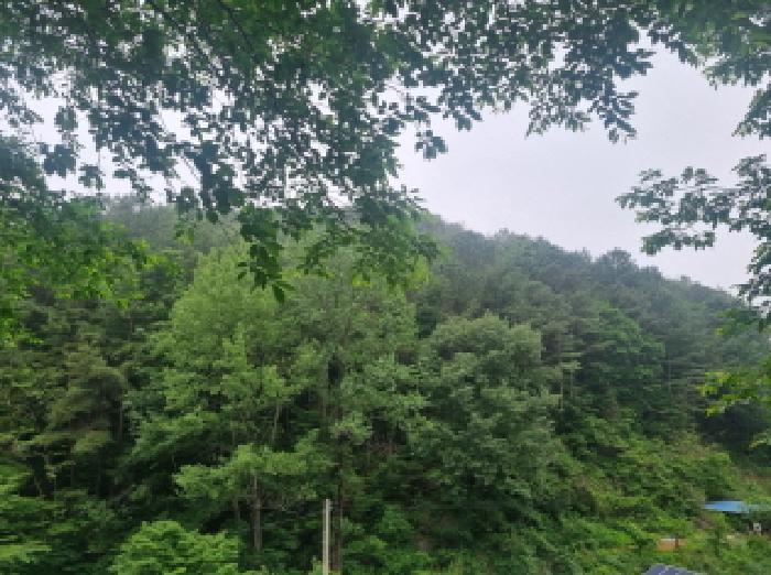 전라남도 광양시 옥곡면 수평리 산147 임야 경매 사진 34