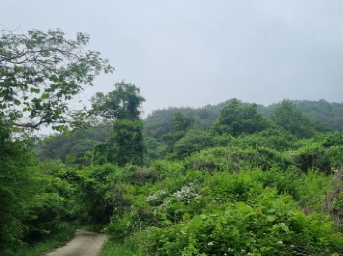 전라남도 광양시 옥곡면 수평리 산147 임야 경매 사진 53