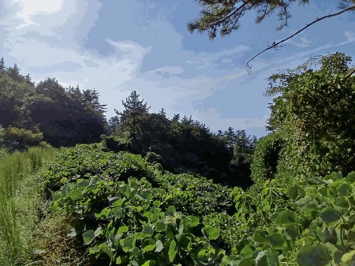 전라남도 여수시 돌산읍 평사리 산487 임야 경매 사진 1