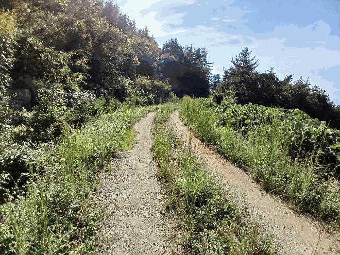 전라남도 여수시 돌산읍 평사리 산487 임야 경매 사진 4