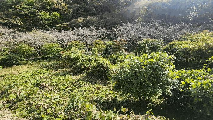 전라남도 보성군 문덕면 죽산리 620-1 답 경매 사진 3