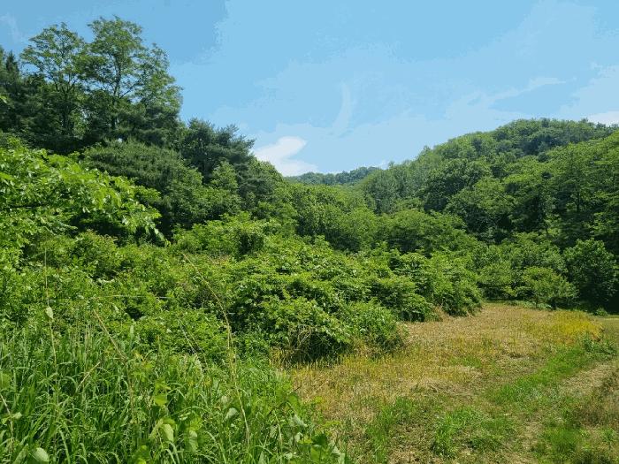경상북도 구미시 양호동 산19-1 임야 경매 사진 1