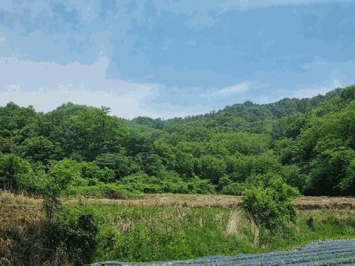 경상북도 구미시 양호동 산19-1 임야 경매 사진 2