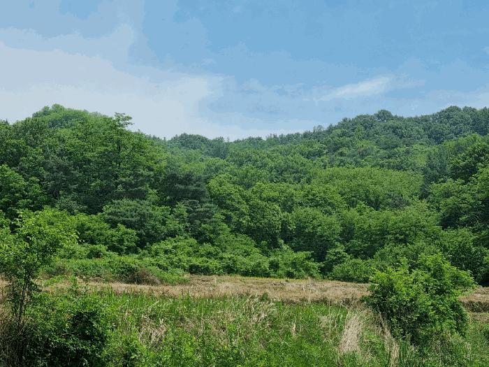 경상북도 구미시 양호동 산19-1 임야 경매 사진 3