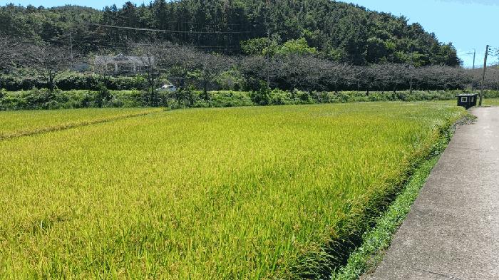 전라남도 순천시 해룡면 농주리 산154 임야 경매 사진 5
