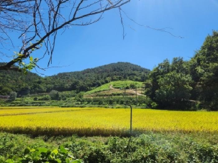 전라남도 순천시 해룡면 농주리 산154 임야 경매 사진 8
