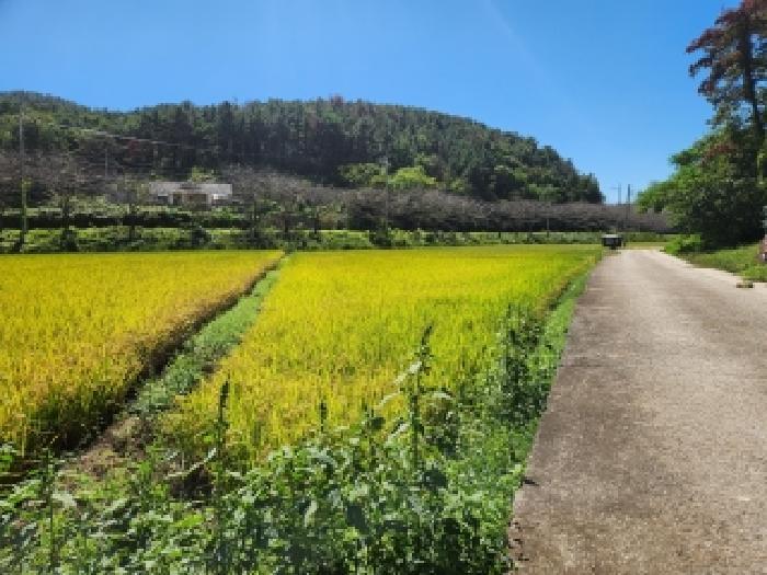 전라남도 순천시 해룡면 농주리 85-15 답 경매 사진 9