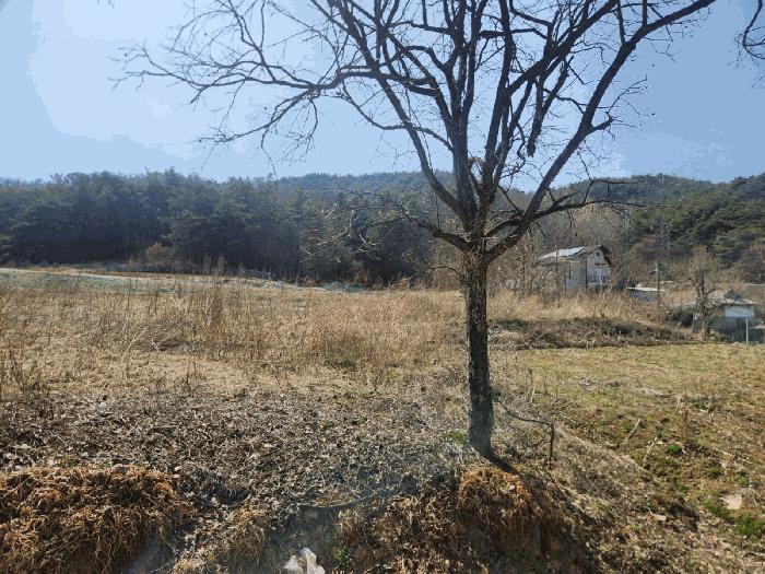 충청남도 금산군 남일면 신정리 624 답 경매 사진 7