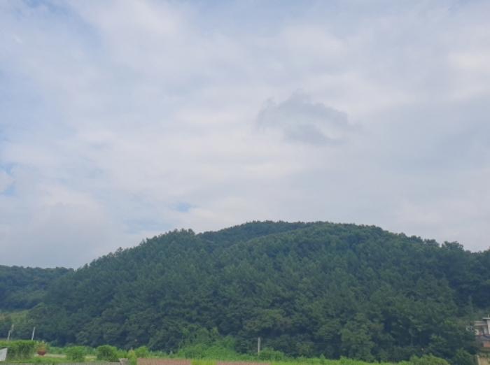 경기도 양평군 옥천면 신복리 산3 임야 경매 사진 6