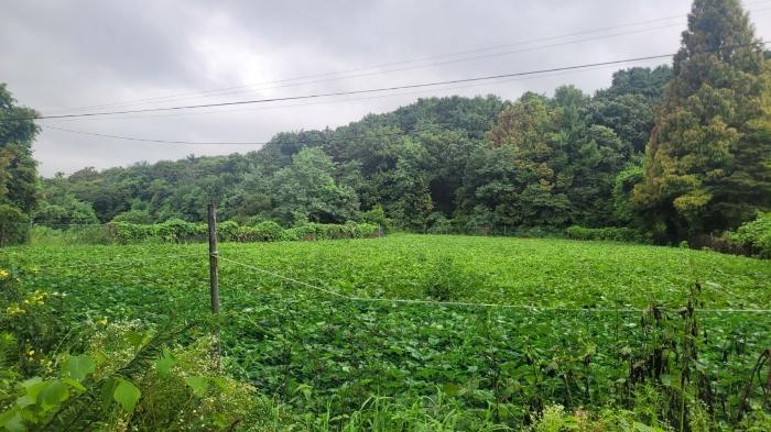 경기도 여주시 흥천면 다대리 52 답 경매 사진 3