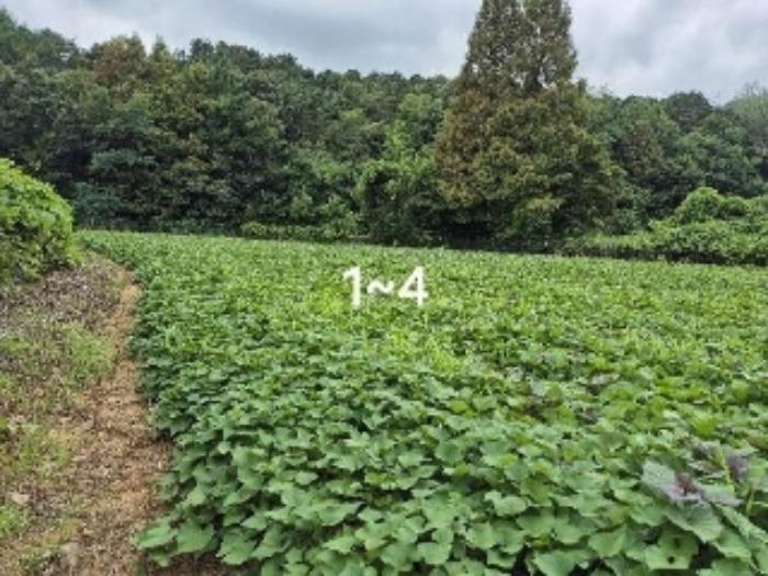 경기도 여주시 흥천면 다대리 52 답 경매 사진 6