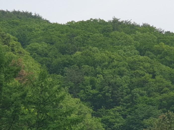 경기도 가평군 청평면 청평리 산6-17 임야 경매 사진 5
