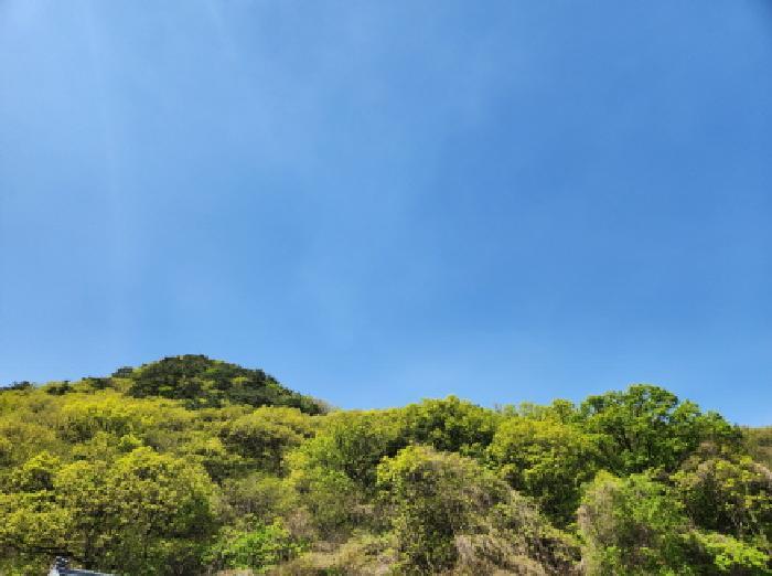 경기도 양주시 남면 황방리 산116 임야 경매 사진 8