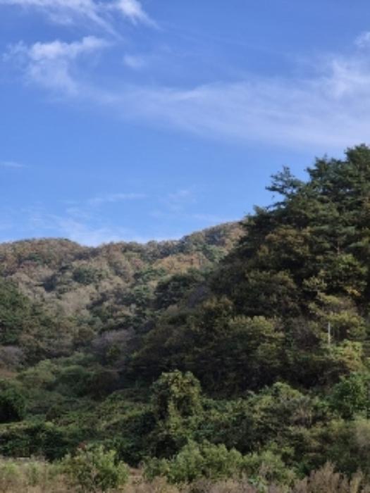 전라남도 화순군 동복면 가수리 산99-3 임야 경매 사진 21