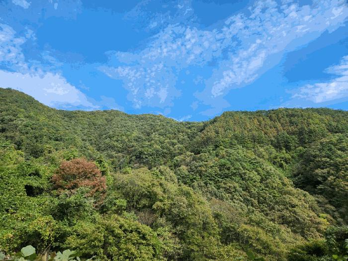 전라남도 화순군 동복면 가수리 산121 임야 경매 사진 11