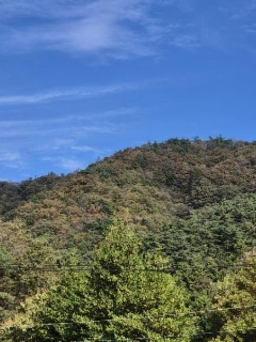 전라남도 화순군 동복면 가수리 산121 임야 경매 사진 27