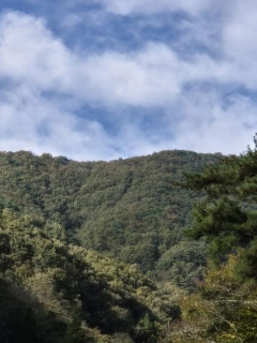 전라남도 화순군 동복면 가수리 산154 임야 경매 사진 28