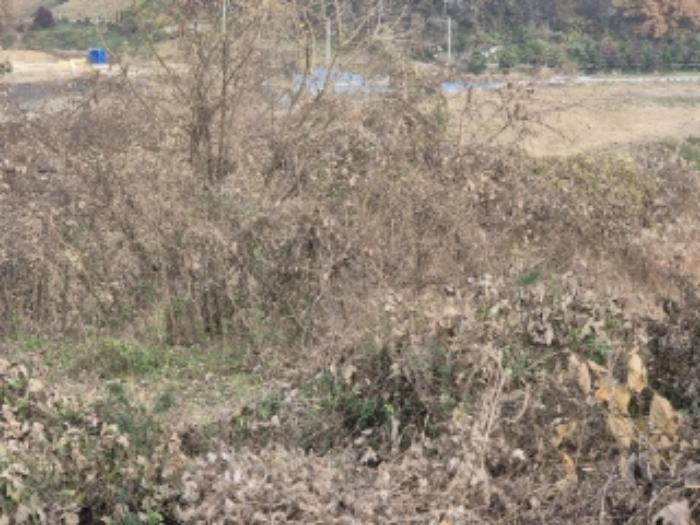 전라남도 곡성군 오산면 운곡리 72-3 전 경매 사진 18