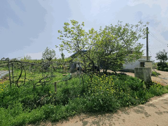 전라남도 나주시 금천면 신가리 596-8 답 경매 사진 10