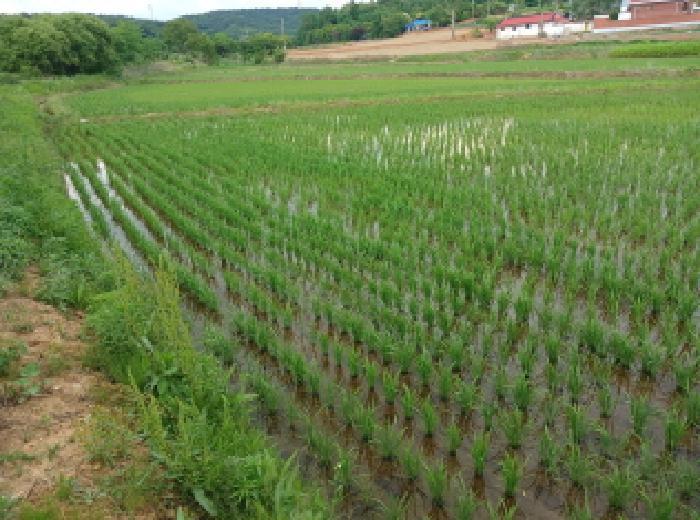충청남도 서산시 대산읍 대산리 344 답 경매 사진 2