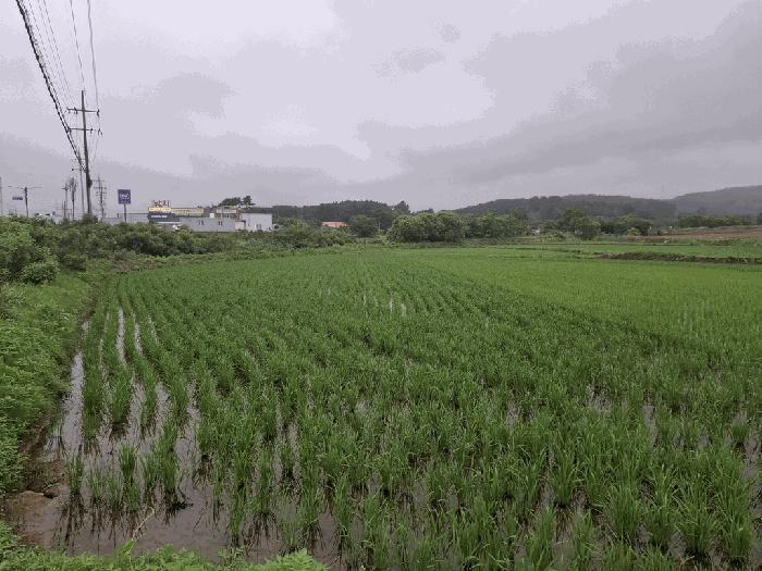 충청남도 서산시 대산읍 대산리 344 답 경매 사진 5