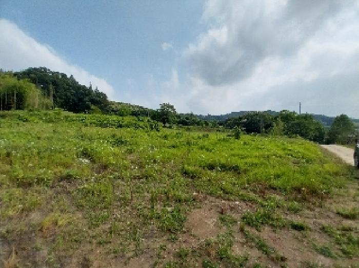 충청남도 청양군 비봉면 양사리 119-2 전 경매 사진 14