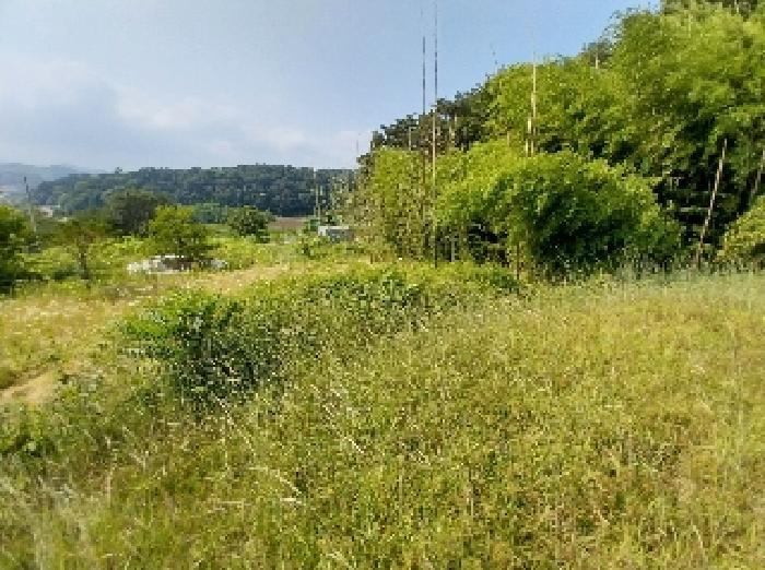 충청남도 청양군 비봉면 양사리 119-2 전 경매 사진 15