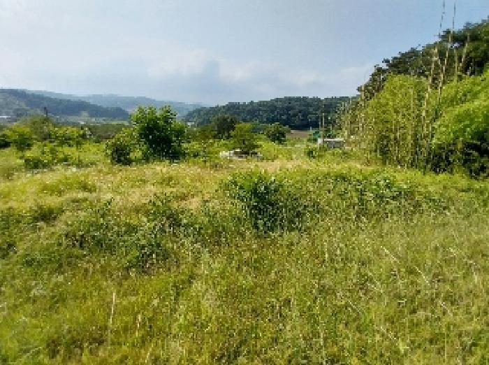충청남도 청양군 비봉면 양사리 119-2 전 경매 사진 16