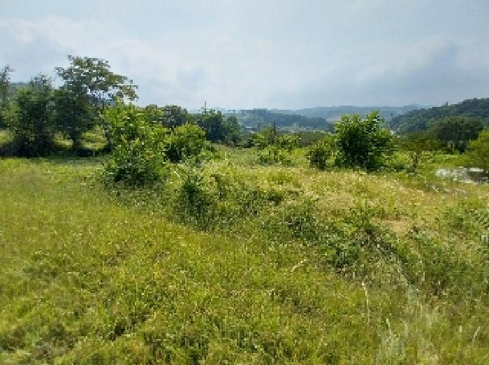 충청남도 청양군 비봉면 양사리 119-2 전 경매 사진 17