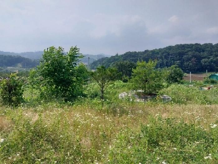 충청남도 청양군 비봉면 양사리 119-2 전 경매 사진 18