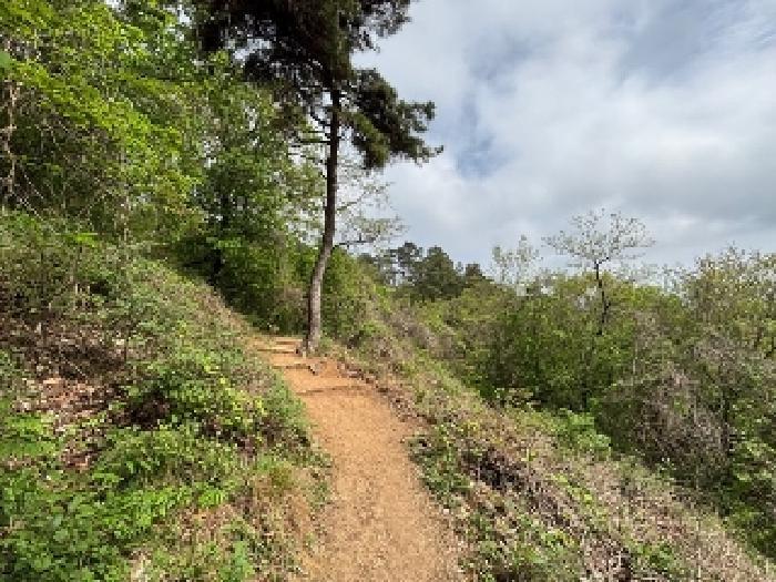 광주광역시 북구 문흥동 산72 임야 경매 사진 5