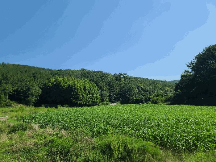 경상남도 거제시 둔덕면 학산리 산42-9 임야 경매 사진 10