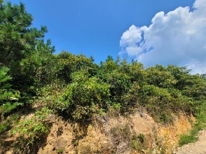 경상남도 거제시 둔덕면 학산리 산42-9 임야 경매 사진 11