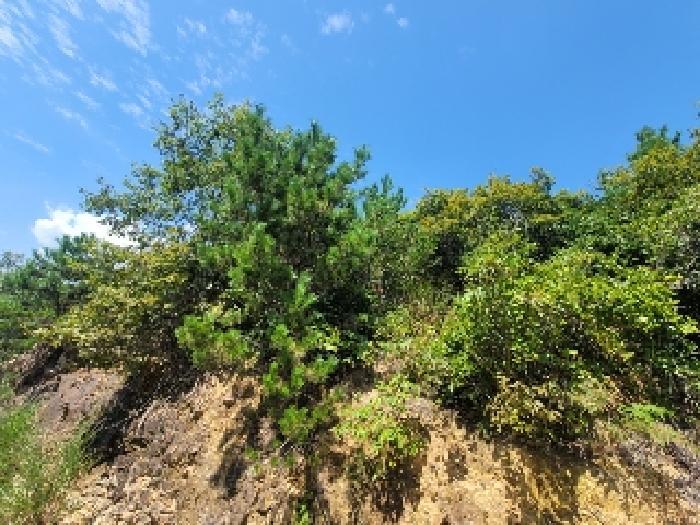 경상남도 거제시 둔덕면 학산리 산42-9 임야 경매 사진 12