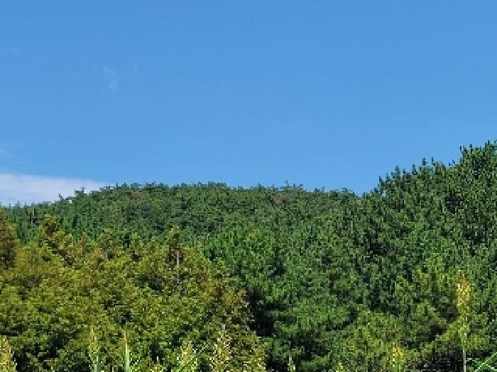 경상남도 거제시 둔덕면 학산리 산42-9 임야 경매 사진 14