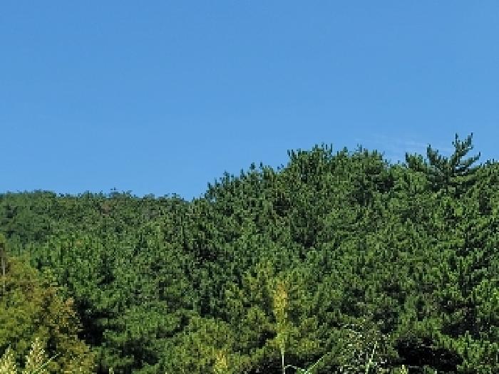 경상남도 거제시 둔덕면 학산리 산42-9 임야 경매 사진 15