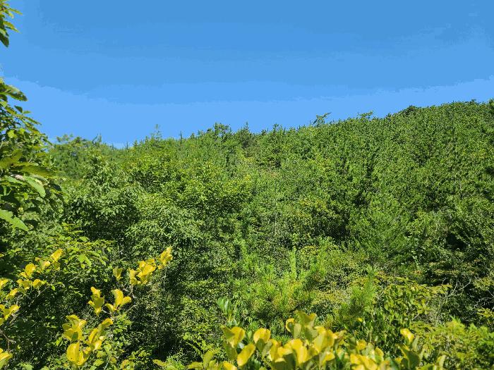 경상남도 거제시 둔덕면 학산리 산42-9 임야 경매 사진 4