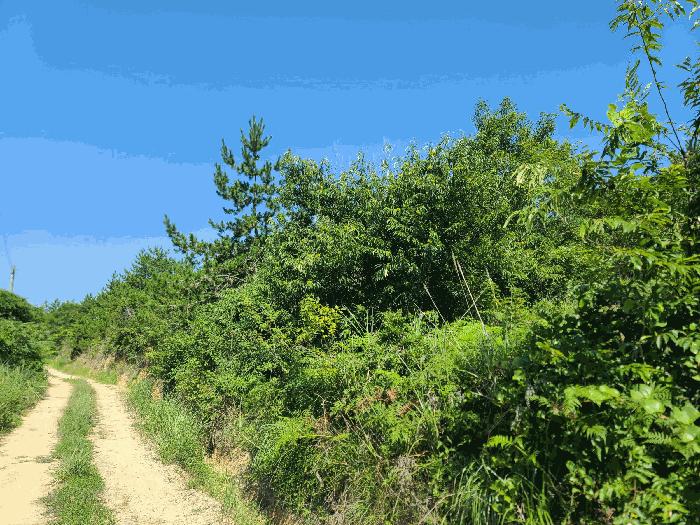 경상남도 거제시 둔덕면 학산리 산42-9 임야 경매 사진 6
