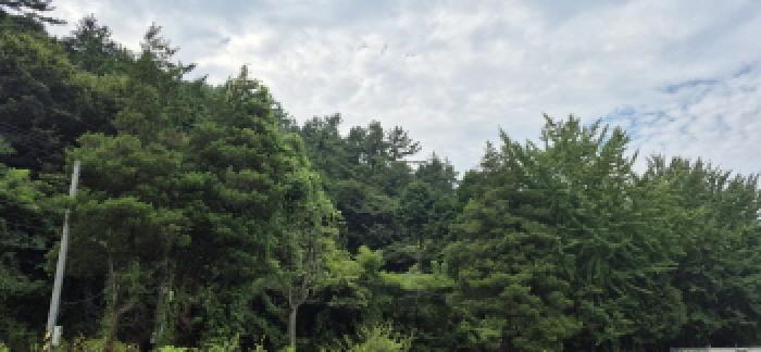 경상남도 고성군 마암면 삼락리 산258 임야 경매 사진 3