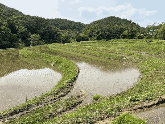 경상남도 산청군 차황면 장박리 112-2 답 경매 사진 2