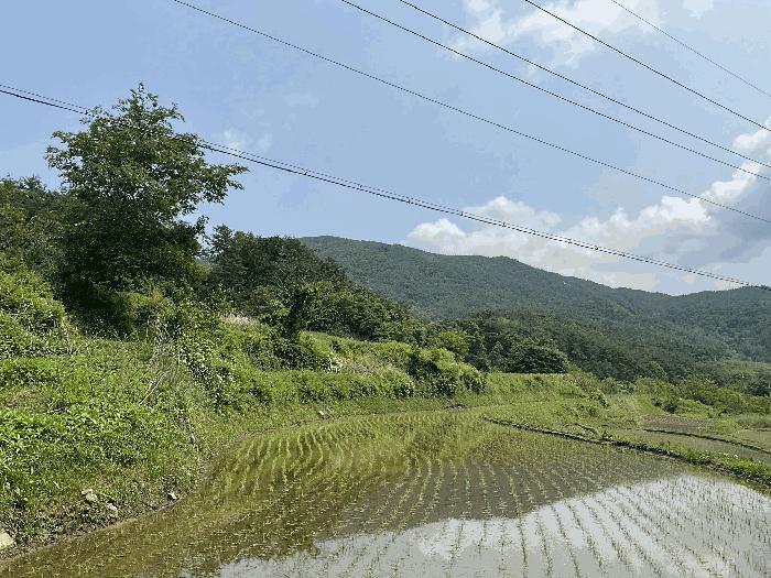 경상남도 산청군 차황면 장박리 208 전 경매 사진 4
