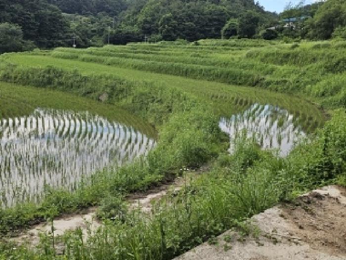 경상남도 산청군 차황면 장박리 208 전 경매 사진 6