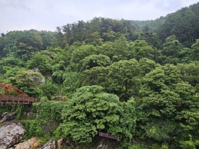 경상남도 산청군 시천면 중산리 산45 임야 경매 사진 16