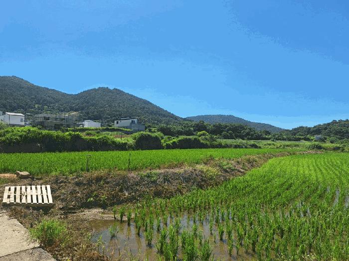 전라남도 여수시 소라면 관기리 435-3 답 경매 사진 3